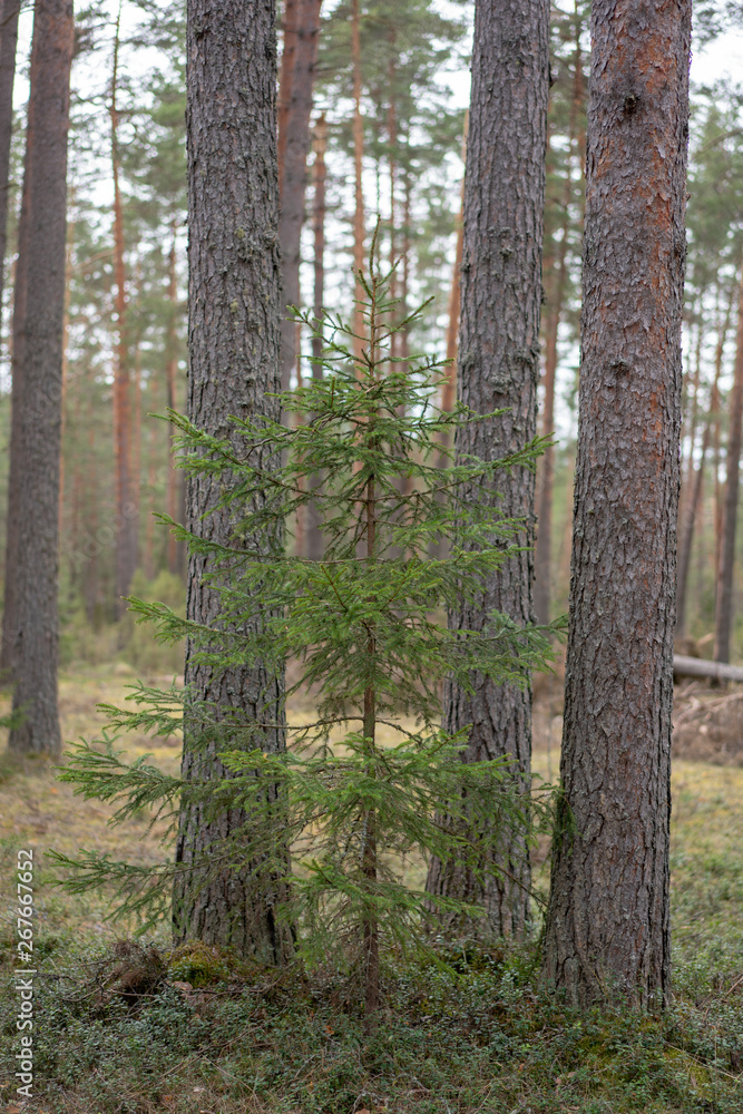 young tree in the forest young tree in the forest