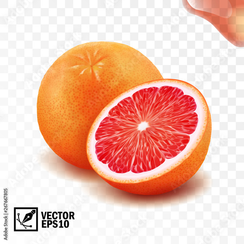 3d realistic vector whole and cut half of grapefruit, editable handmade mesh