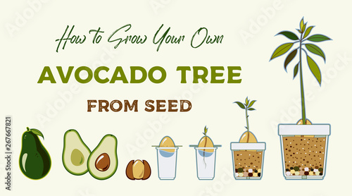 Avocado tree vector growing guide poster. Green simple instruction to grow avocado tree from seed. Avocado life cycle.