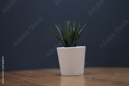 green flower in a pot on a dark blue background