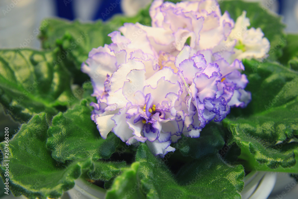 beautiful blooming violets. Viola. senpolia beautiful blooming violets. Viola. senpolia