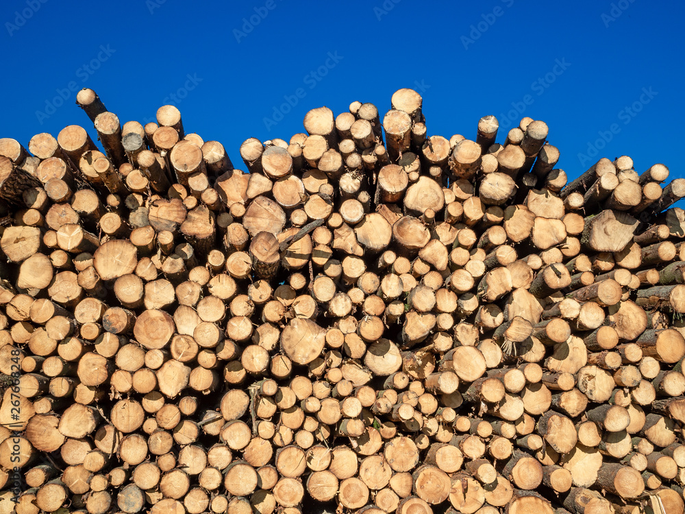 Dead trees in the form of logs against a blue sky. Destroyed forest, turned into logs.