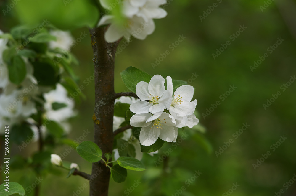 white flowers of a tree white flowers of a tree