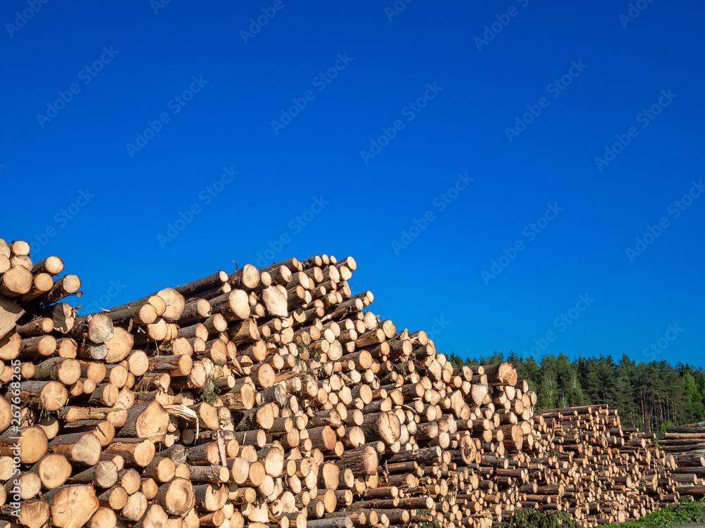 Dead trees in the form of logs against a blue sky. Destroyed forest, turned into logs.