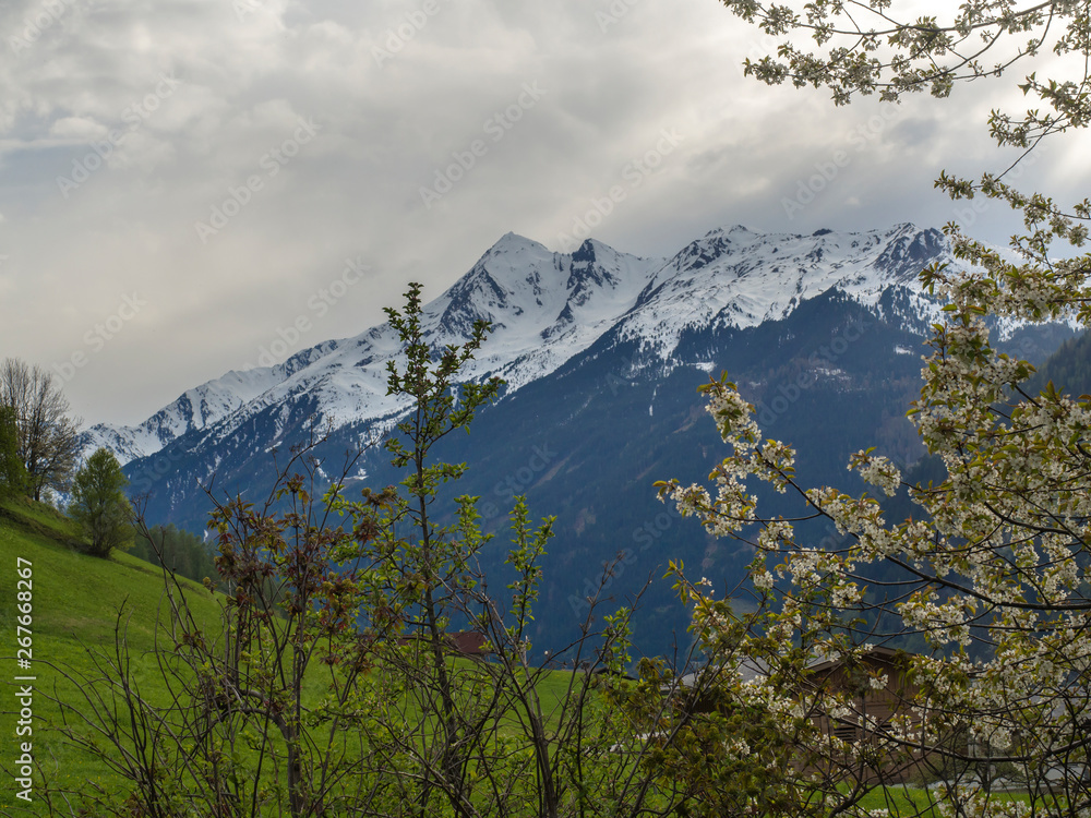 Spring mountain landscape with snow covered alpen mountain peaks and blooming apple tree branches, green meadow in Stubaital Stubai Valley near Innsbruck, Austria