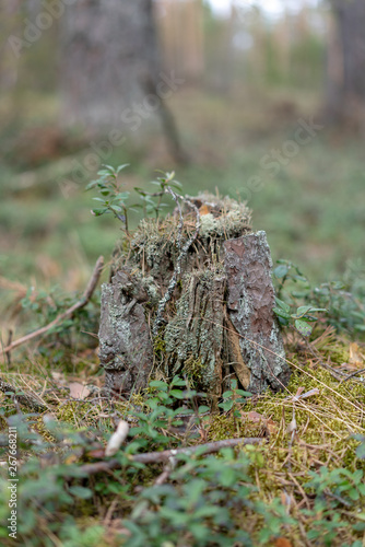 moss stump in the forest