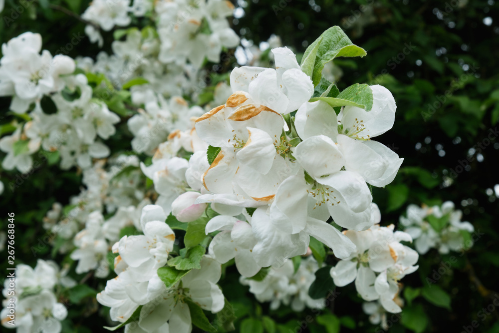 Blooming apple tree in the garden Blooming apple tree in the garden