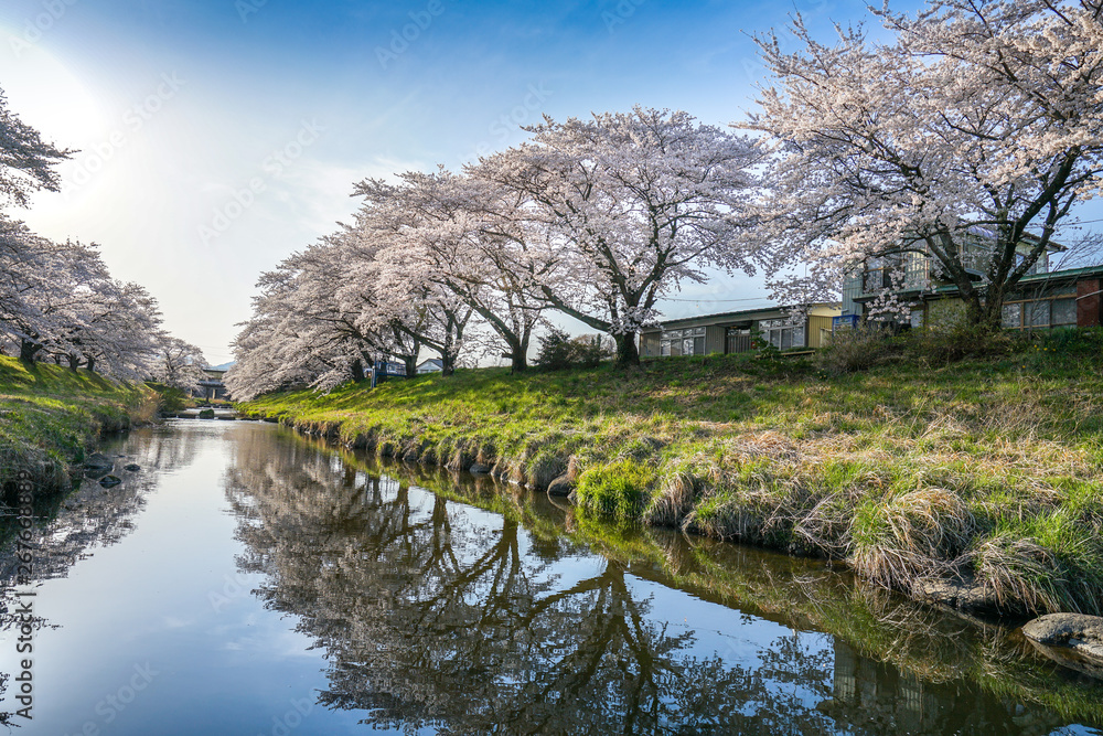 Beautiful cherry blossoms. sakura flowers in japan. Beautiful cherry blossoms. sakura flowers in japan.