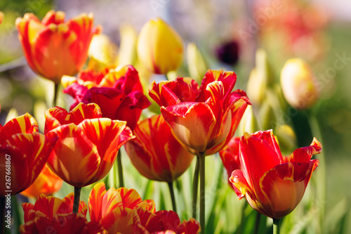 Red and yellow tulips in bloom