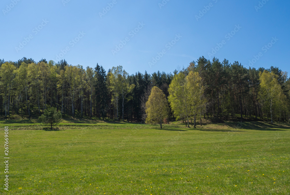 Spring landscape with lush green grass meadow with birch and pine trees forest and clear blue sky. Natural background, copy space.