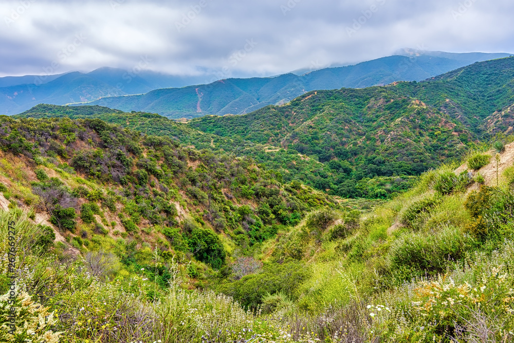 Spring hillside in Southern California forest on cloudy day