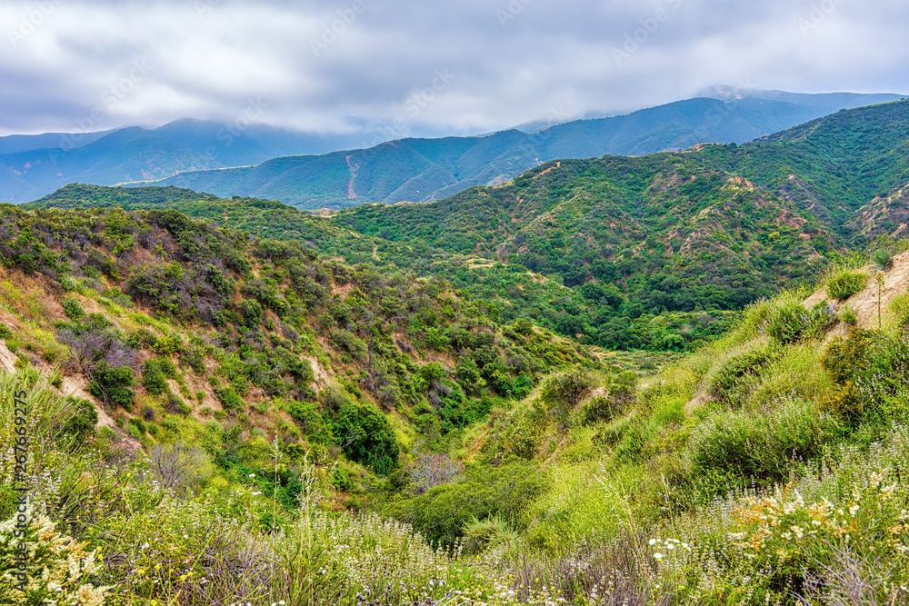 Spring hillside in Southern California forest on cloudy day Spring hillside in Southern California forest on cloudy day