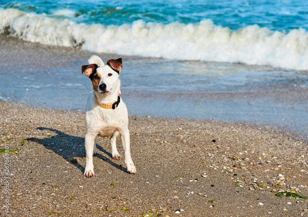 jack russell dog in the sand at the beach on summer vacation holidays