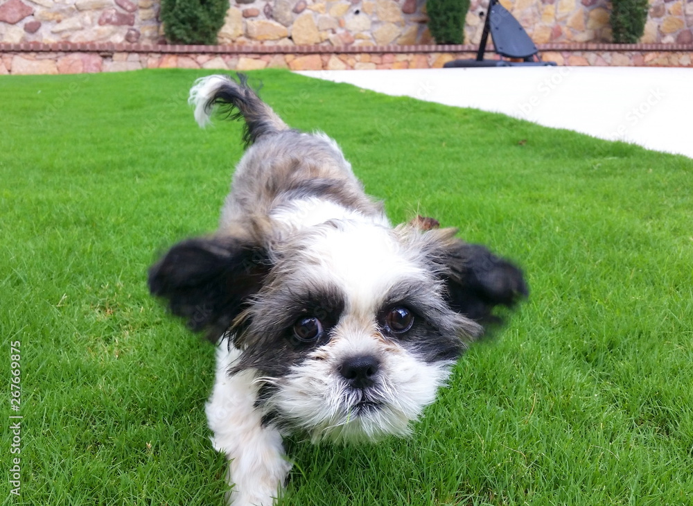Closeup of shih tzu puppy Closeup of shih tzu puppy