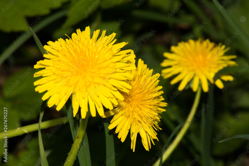 meadow with dandelions on a sunny day. dandelions in spring. flowering dandelions closeup. meadow with dandelions on a sunny day. dandelions in spring. flowering dandelions closeup.
