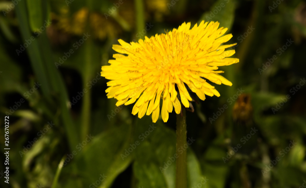 meadow with dandelions on a sunny day. dandelions in spring. flowering dandelions closeup. meadow with dandelions on a sunny day. dandelions in spring. flowering dandelions closeup.