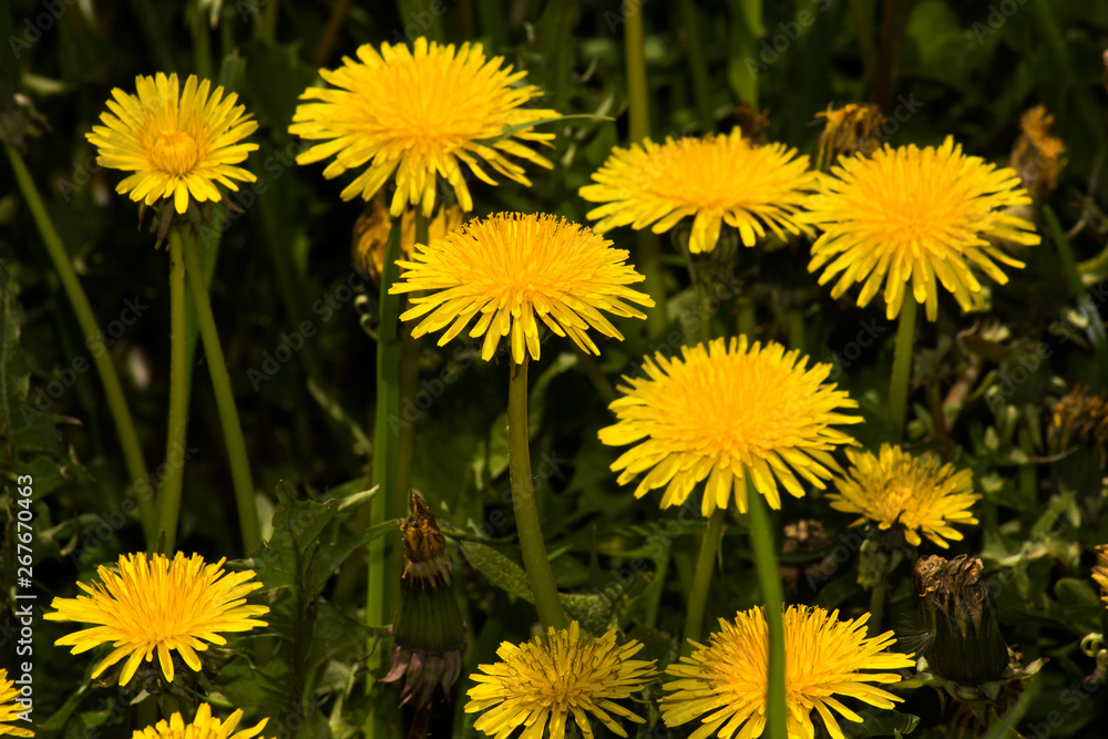 meadow with dandelions on a sunny day. dandelions in spring. flowering dandelions closeup. meadow with dandelions on a sunny day. dandelions in spring. flowering dandelions closeup.