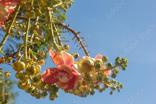 Canvastavla Beautiful Sala flowers on the backdrop of the sky and free space.