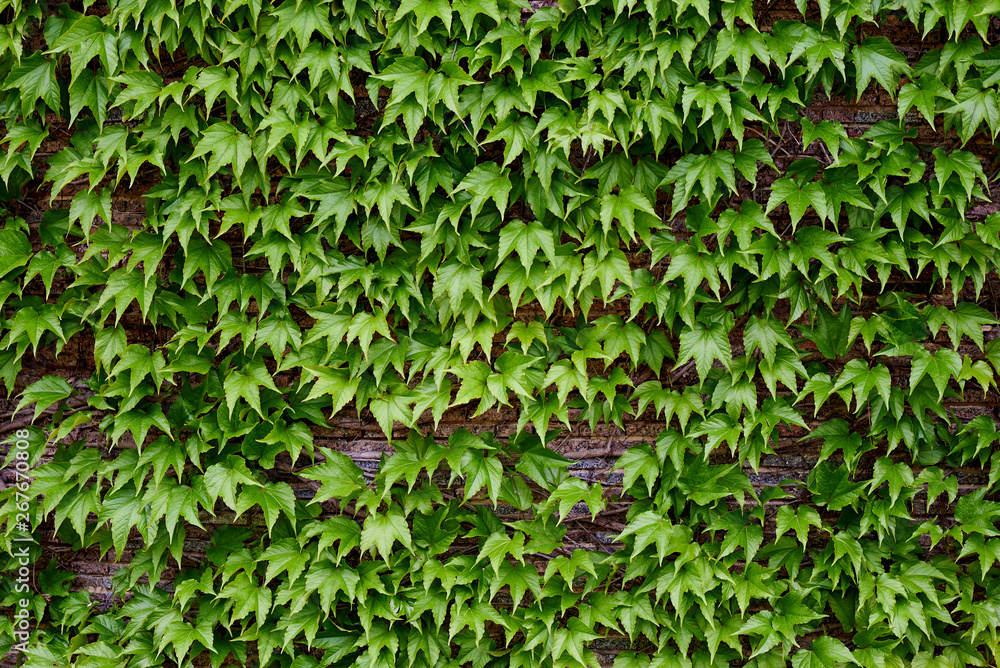 Green leaves on a brick wall. Green leaves on a brick wall.