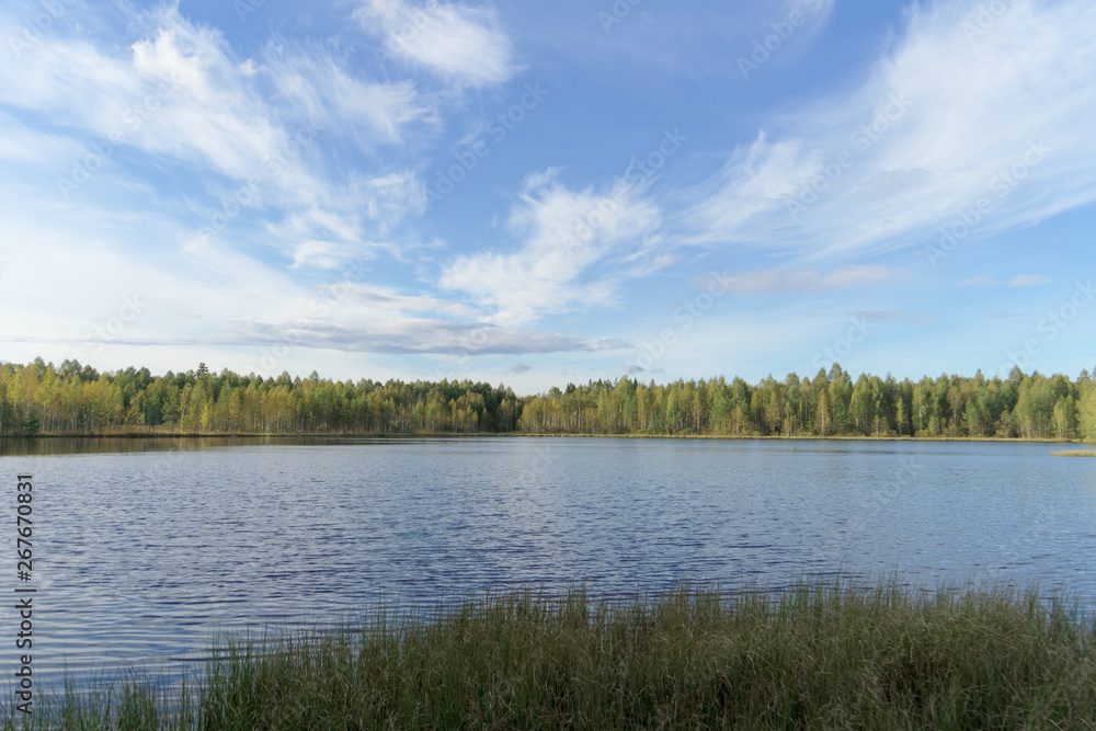 Forest lake among the trees. Around the coast overgrown with trees. In the foreground overgrown sedge grass.