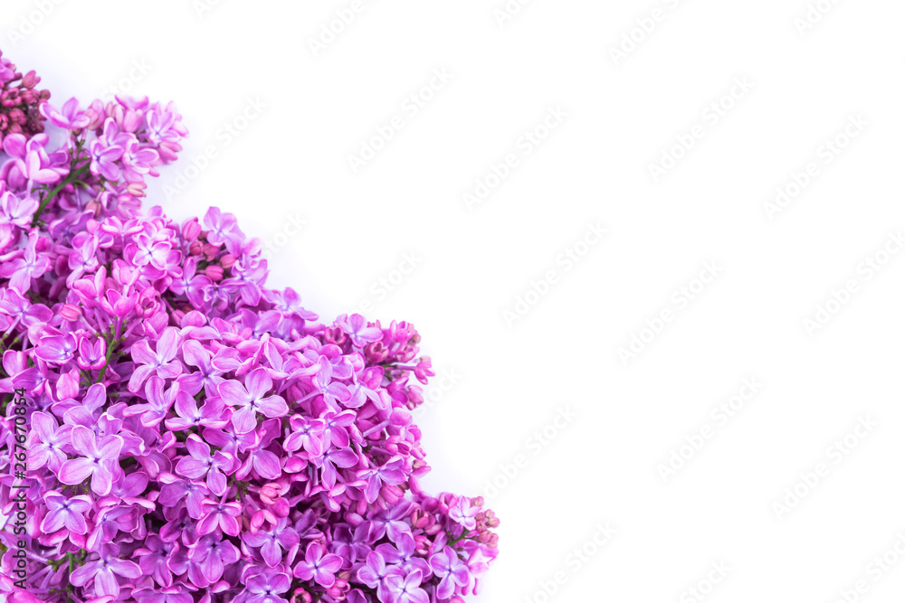 Obraz premium Bouquet of lilac flowers isolated on white background. Syringa vulgaris. Copy space. Greeting card.