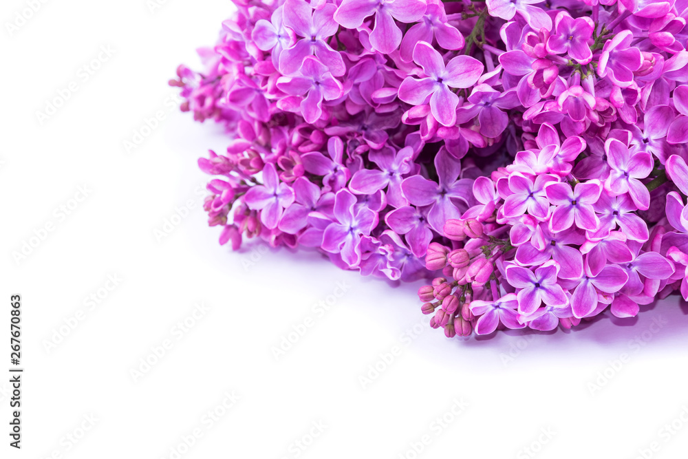 Bouquet of lilac flowers isolated on white background. Syringa vulgaris. Copy space. Greeting card.