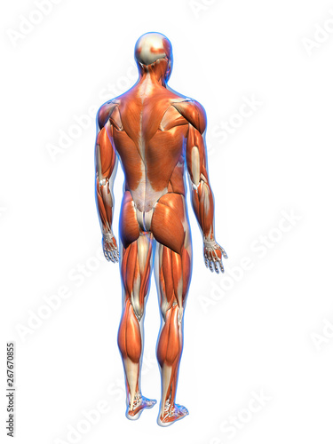 Male Muscles Posterior View on White Background
