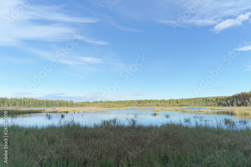 Forest lake among the trees. Around the coast overgrown with trees. In the foreground overgrown sedge grass.