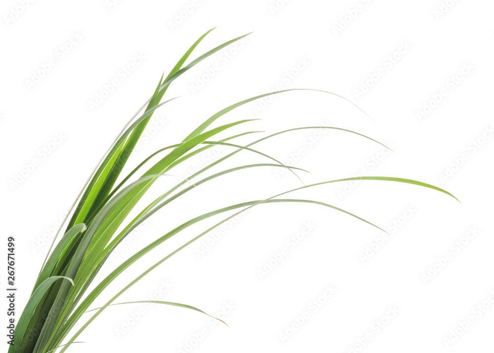 Grass with roots. Grass with roots.