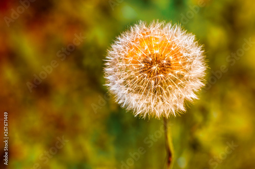 Dandelion clock with an orange wild flower hidden behind making the clock appear orange.