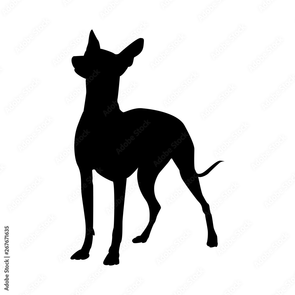 Obraz premium Mexican Naked Dog Silhouette