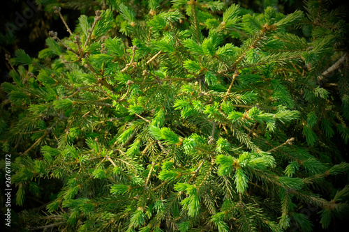 Background of blurred green branches of pine or spruce. Young needles and cones. Fluffy, young tree branch close-up. Copyspace.