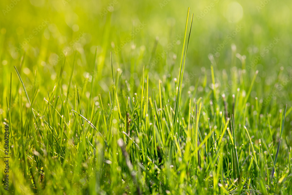 Beautiful  close up  green fresh grass . Day sunny light. Perspective to copy space.