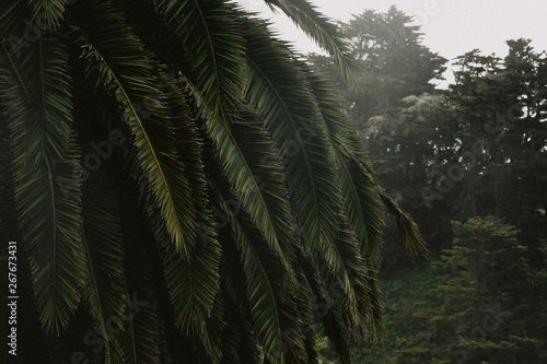 Fototapeta Naklejka Na Ścianę i Meble -  palm trees in the forest
