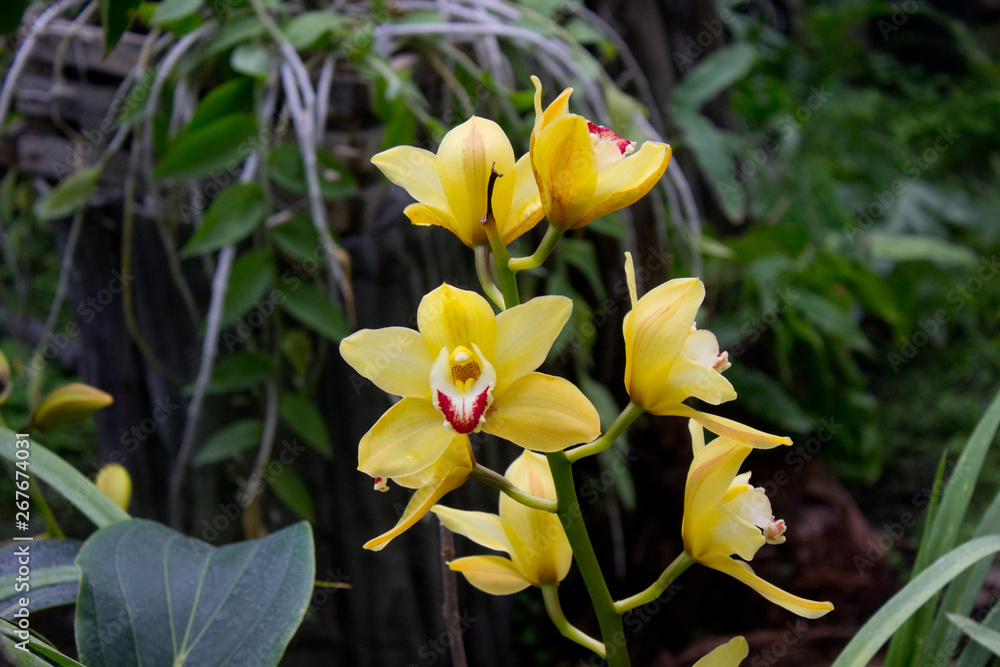 Fototapeta premium Yellow orchid flower 