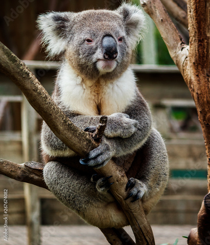 Fototapeta Naklejka Na Ścianę i Meble -  Koala on tree