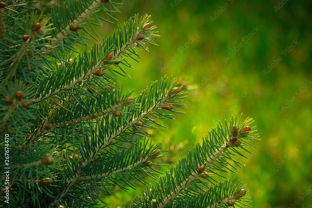 Background of blurred green branches of pine and spruce. Young needles and cones. Fluffy, young tree branch close-up. Copyspace.Green blurred grass in the background.