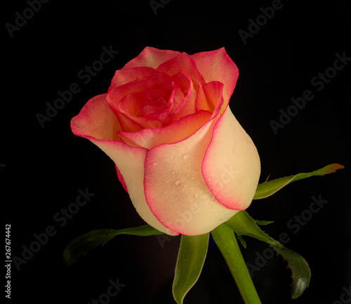 rose flowers on black background