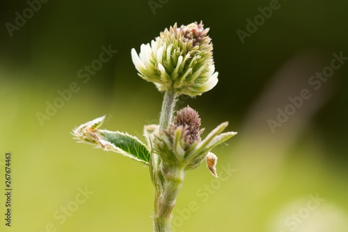 White clover (Trifolium repens) is a prostrate or creeping, white flowering herb cultivated for its high feed value. It is one of the most important clovers and is an almost cosmopolitan species. © venars.original