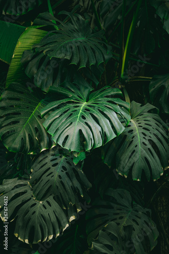 Monstera palm leaves background. The concept of tropics nature.