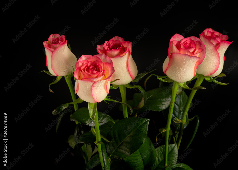 rose flowers on black background