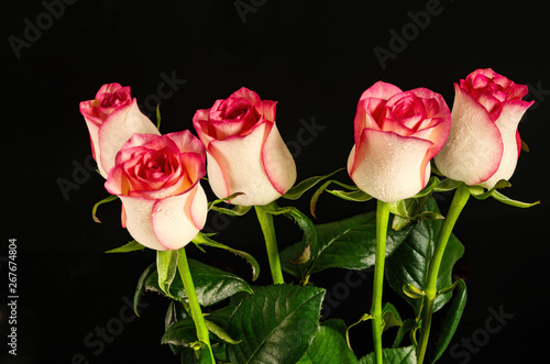 rose flowers on black background