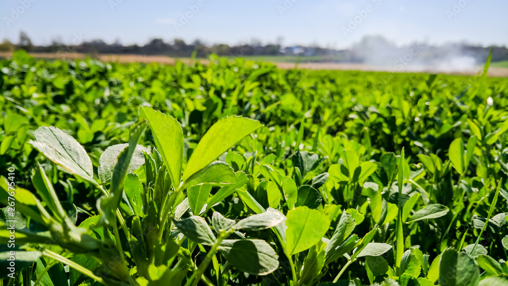 Foto Field of alfalfa in the spring