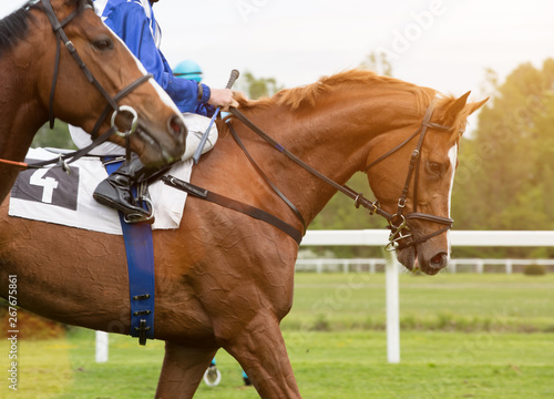 Race horse with leg of jockey, close-up.