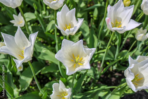 Blooming white tulips in a spring garden.