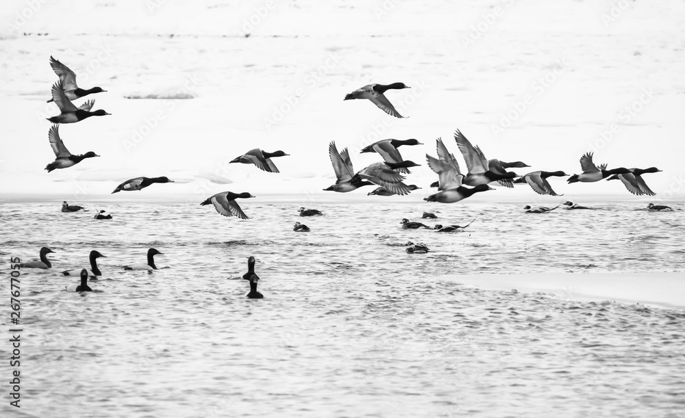 Flock of red head ducks takes off from the St. Clair river