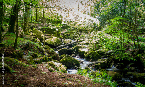 stream in forest