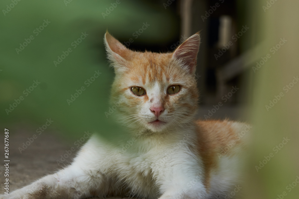 Cute ginger cat lying outdoors, close-up, top view