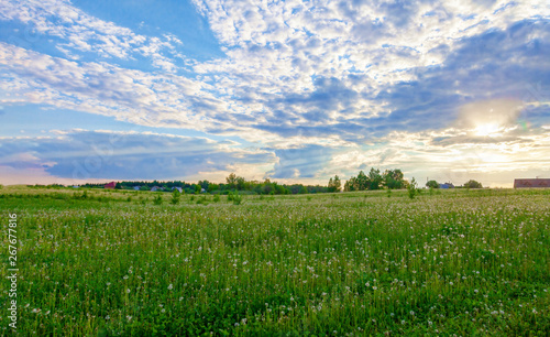 Bright flowers of a yellow dandelion in a field.