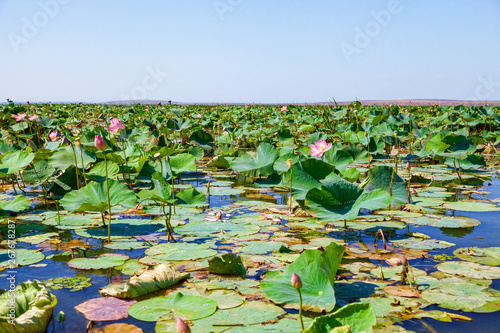 Lotus flowers among the big lake.